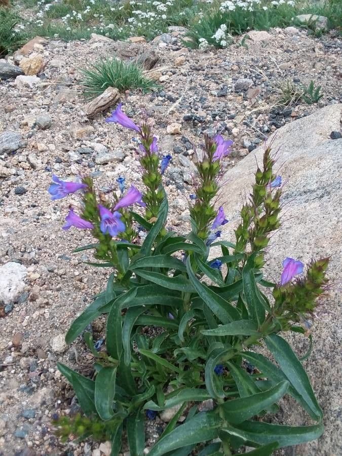 Penstemon speciosus