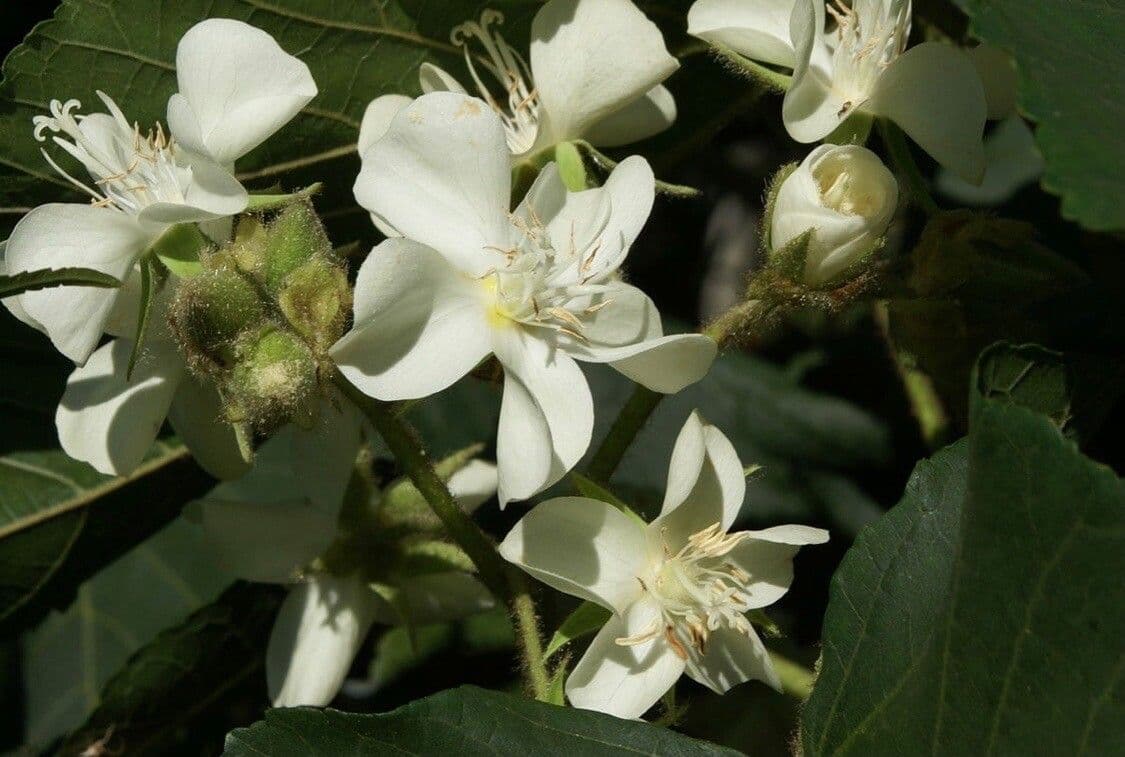 Dombeya acutangula