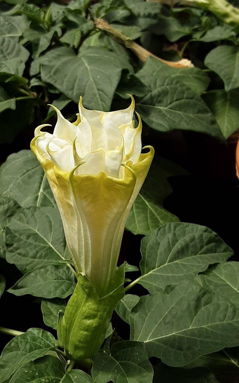 Datura innoxia