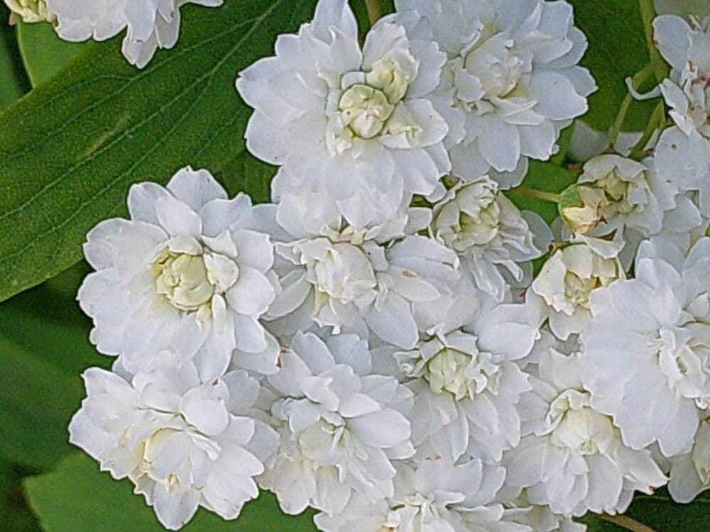 Spiraea cantoniensis