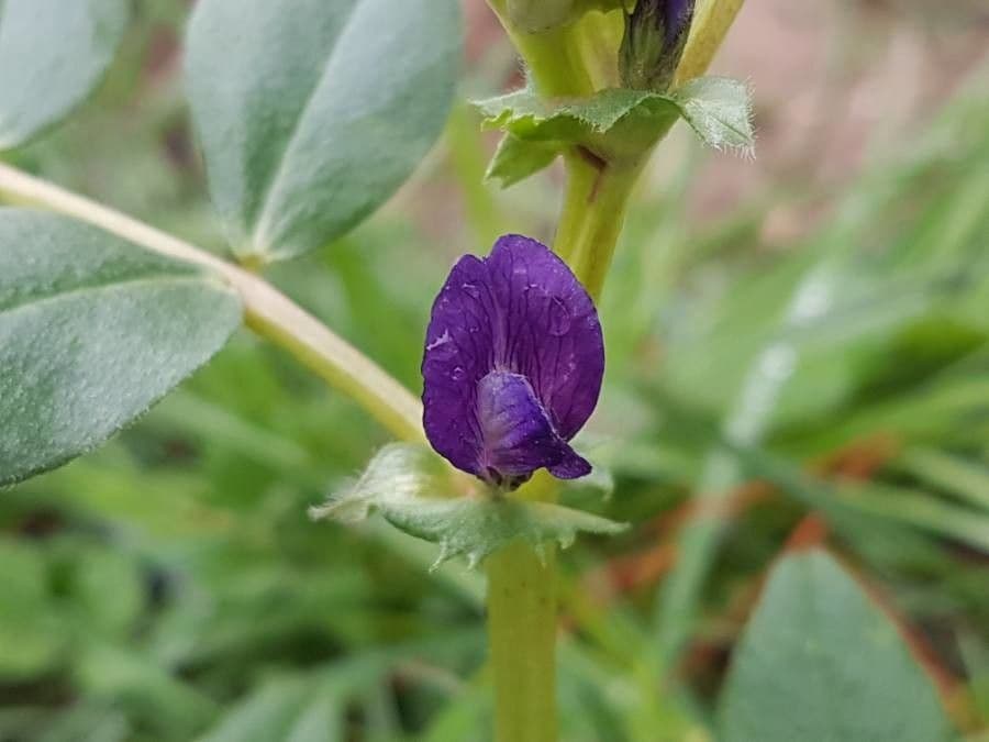 Vicia narbonensis