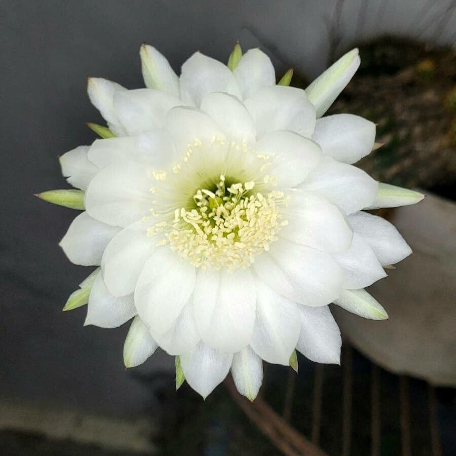 Echinopsis calochlora