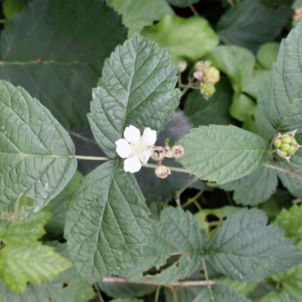 Rubus caesius