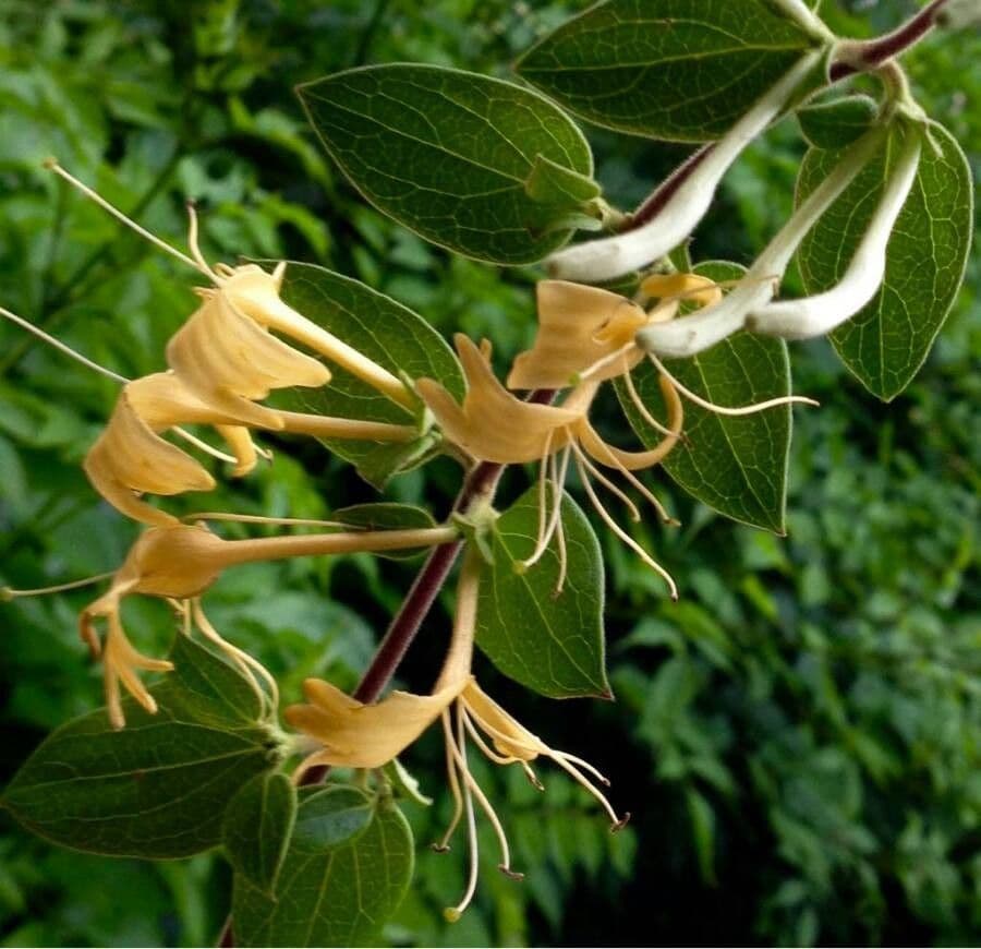 Lonicera periclymenum