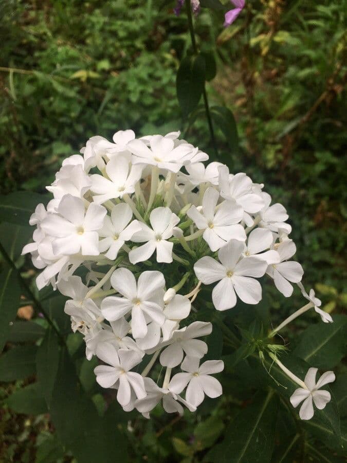 Phlox paniculata