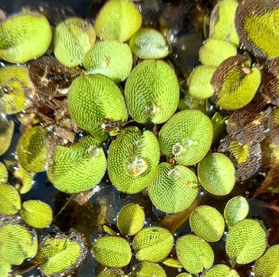 Salvinia minima