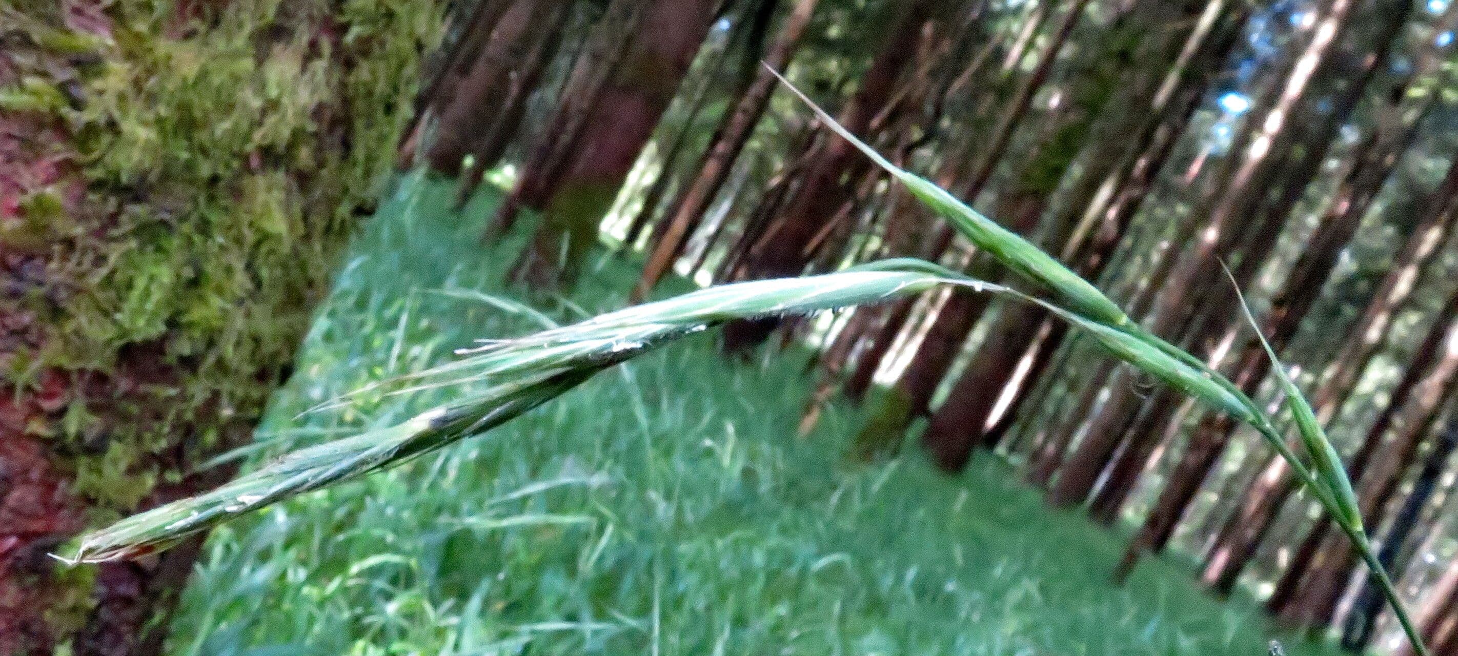 Brachypodium sylvaticum