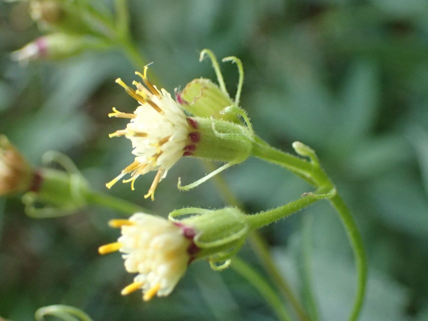 Senecio cacaliaster