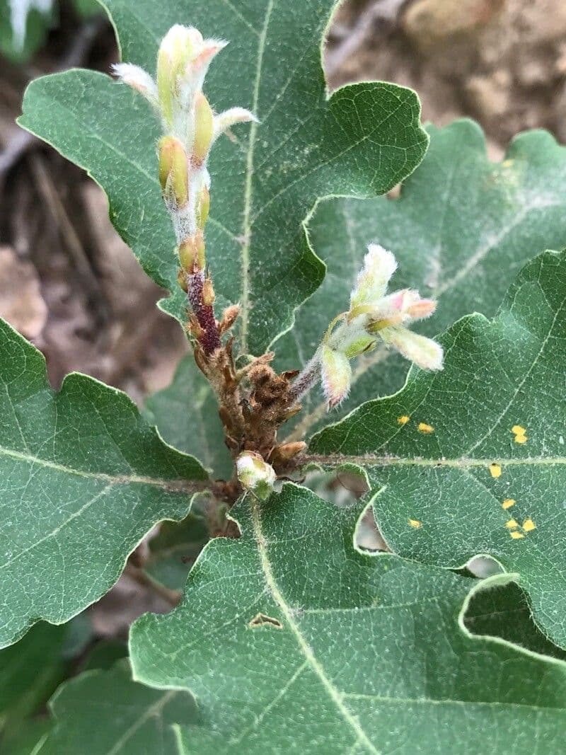 Quercus lusitanica