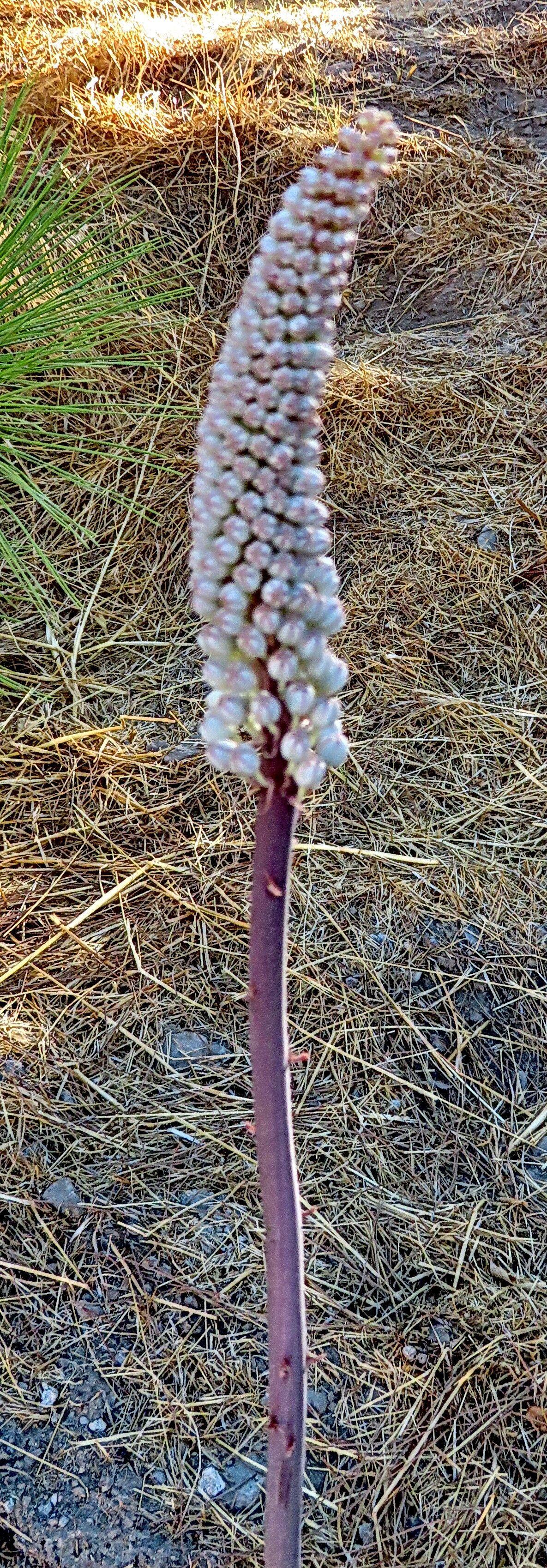 Drimia maritima