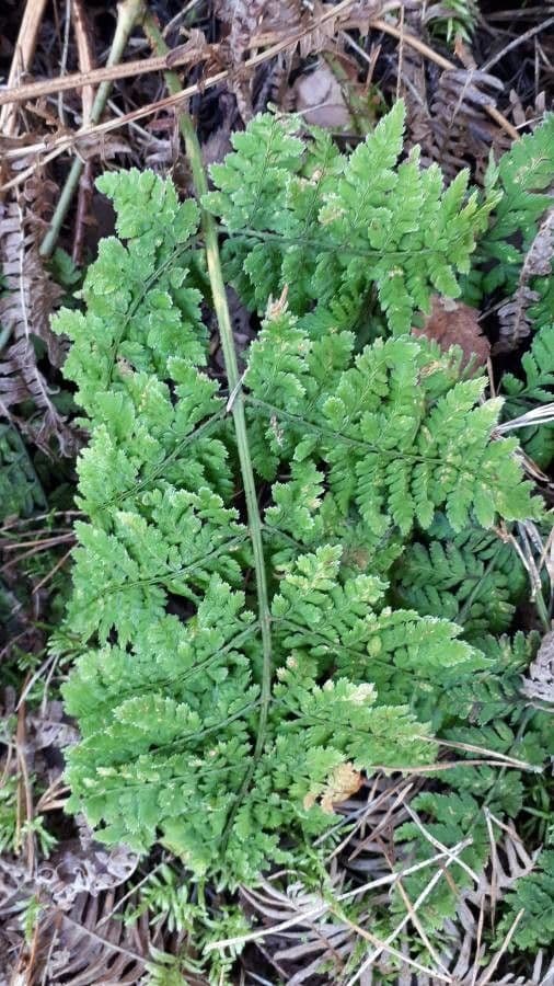 Woodsia alpina