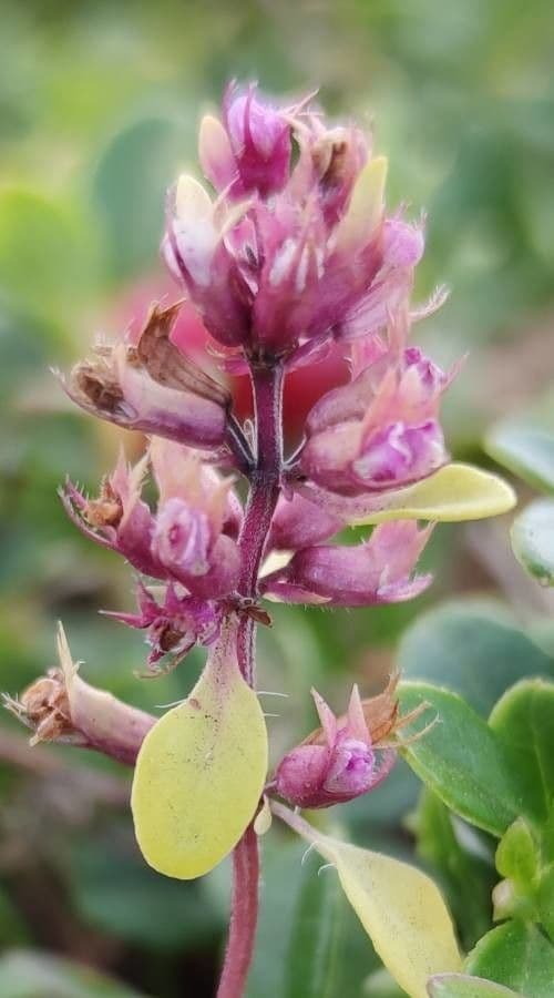 Thymus nitens