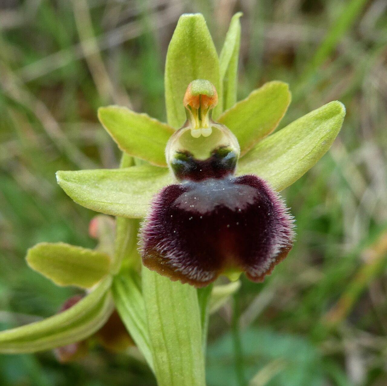 Ophrys arachnitiformis