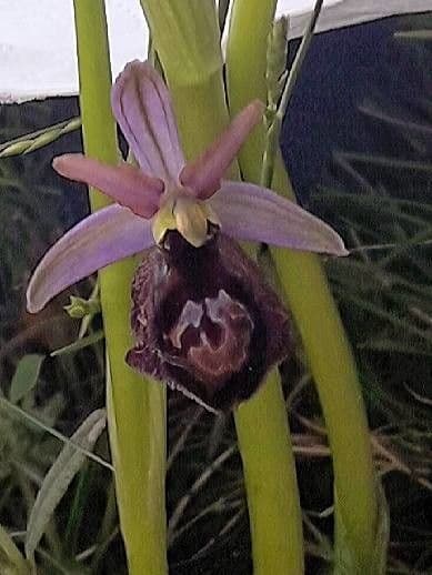 Ophrys bertolonii