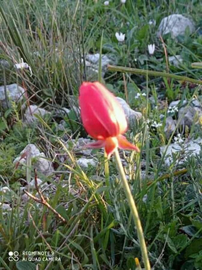 Aquilegia shockleyi