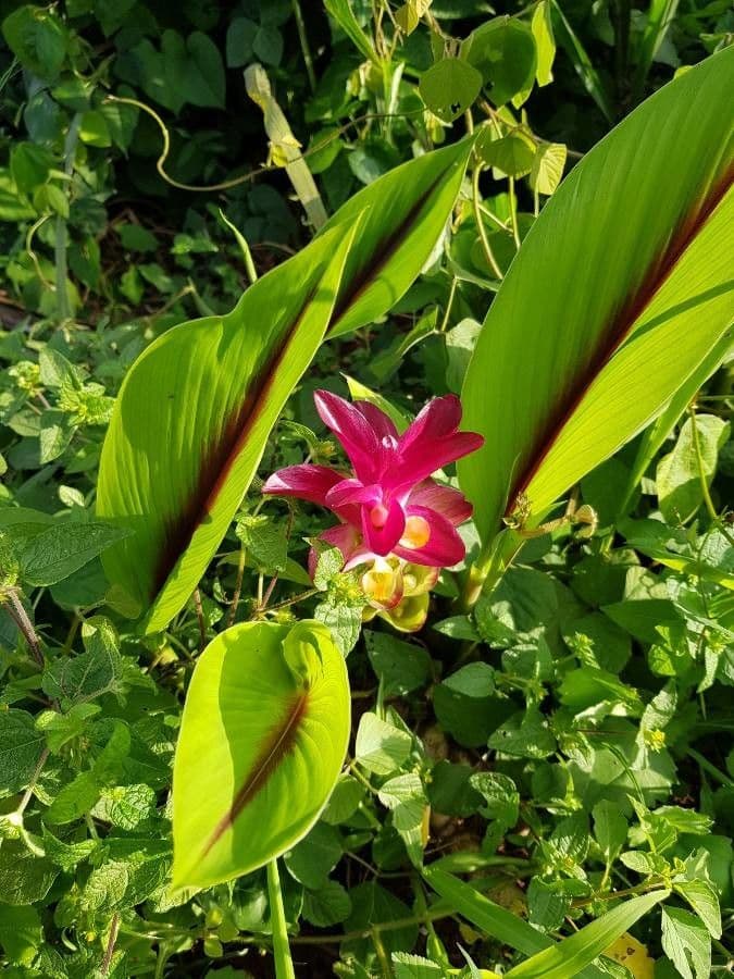 Curcuma zedoaria