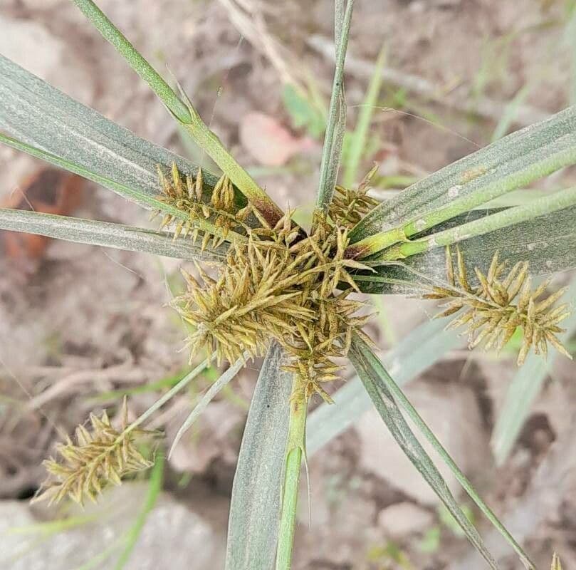 Cyperus odoratus