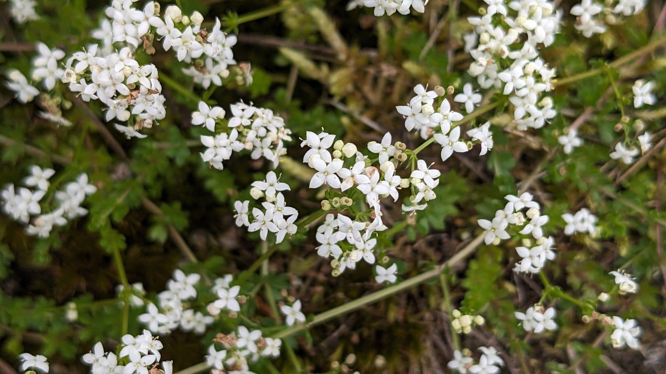 Galium saxatile