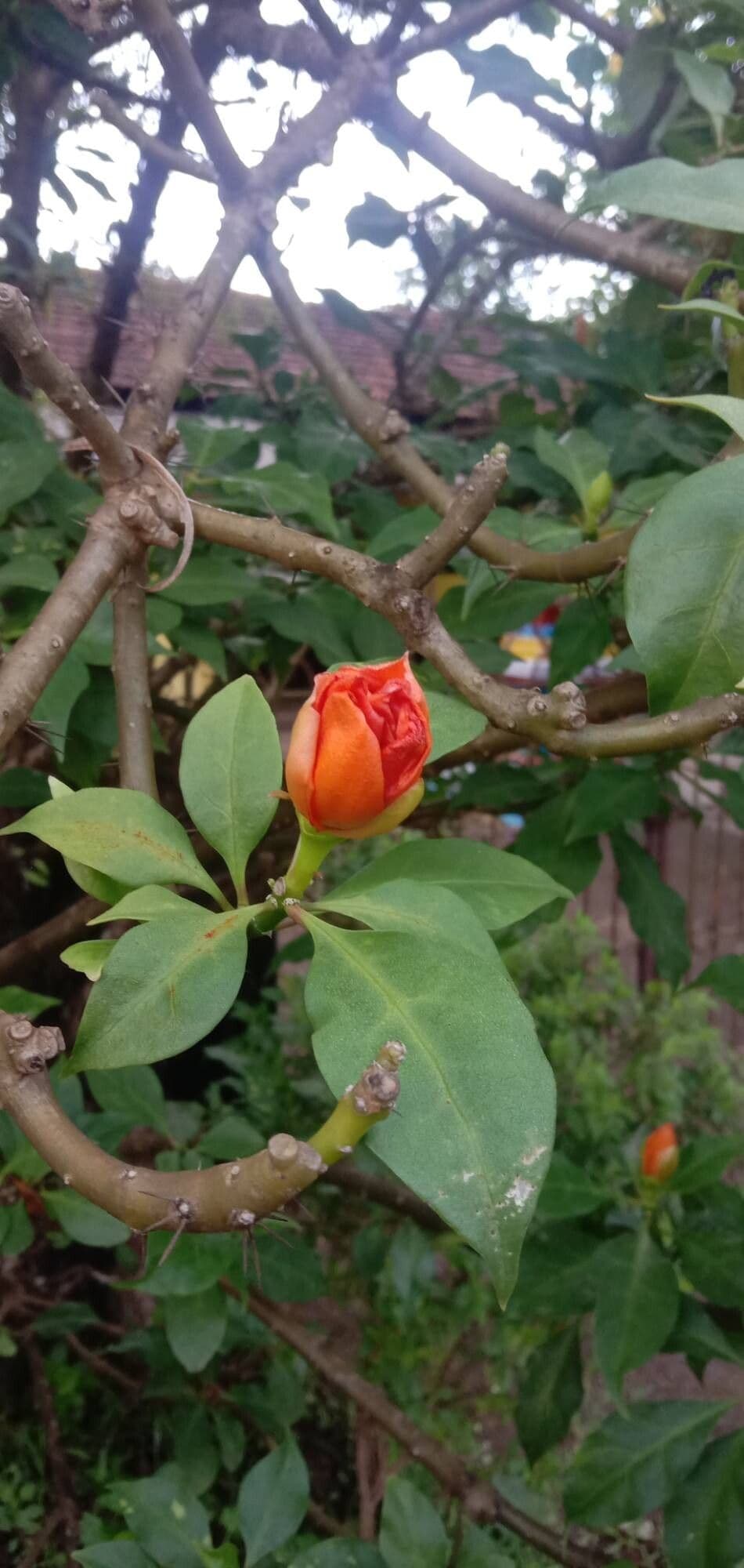 Leuenbergeria bleo