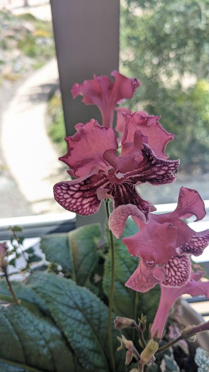 Streptocarpus albus