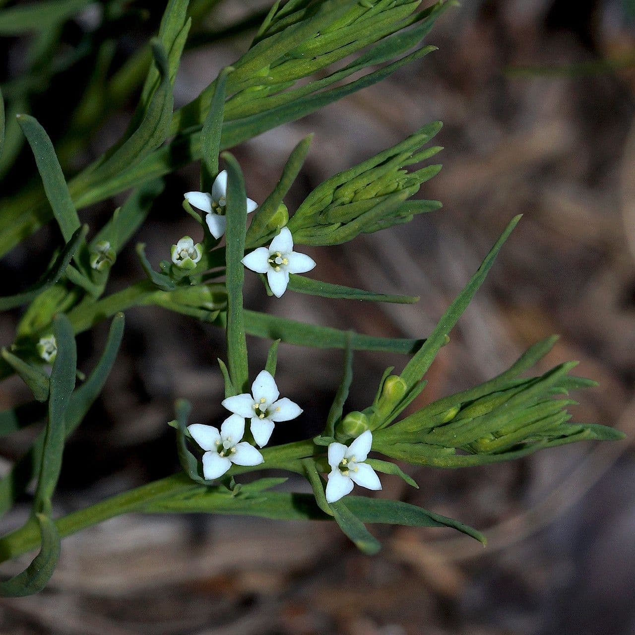 Thesium alpinum