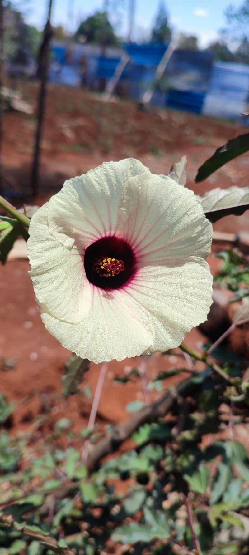 Hibiscus cannabinus