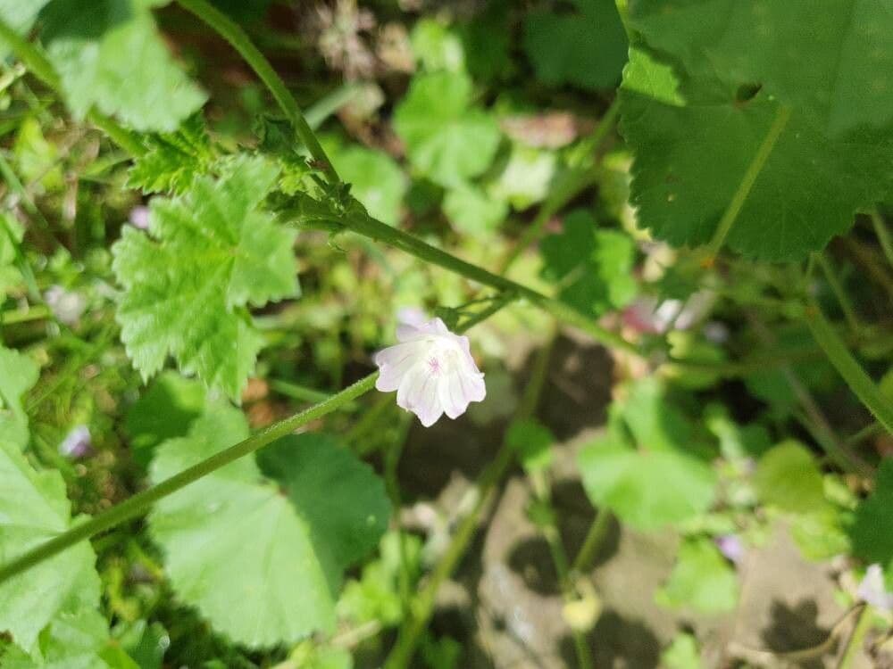 Malva pusilla