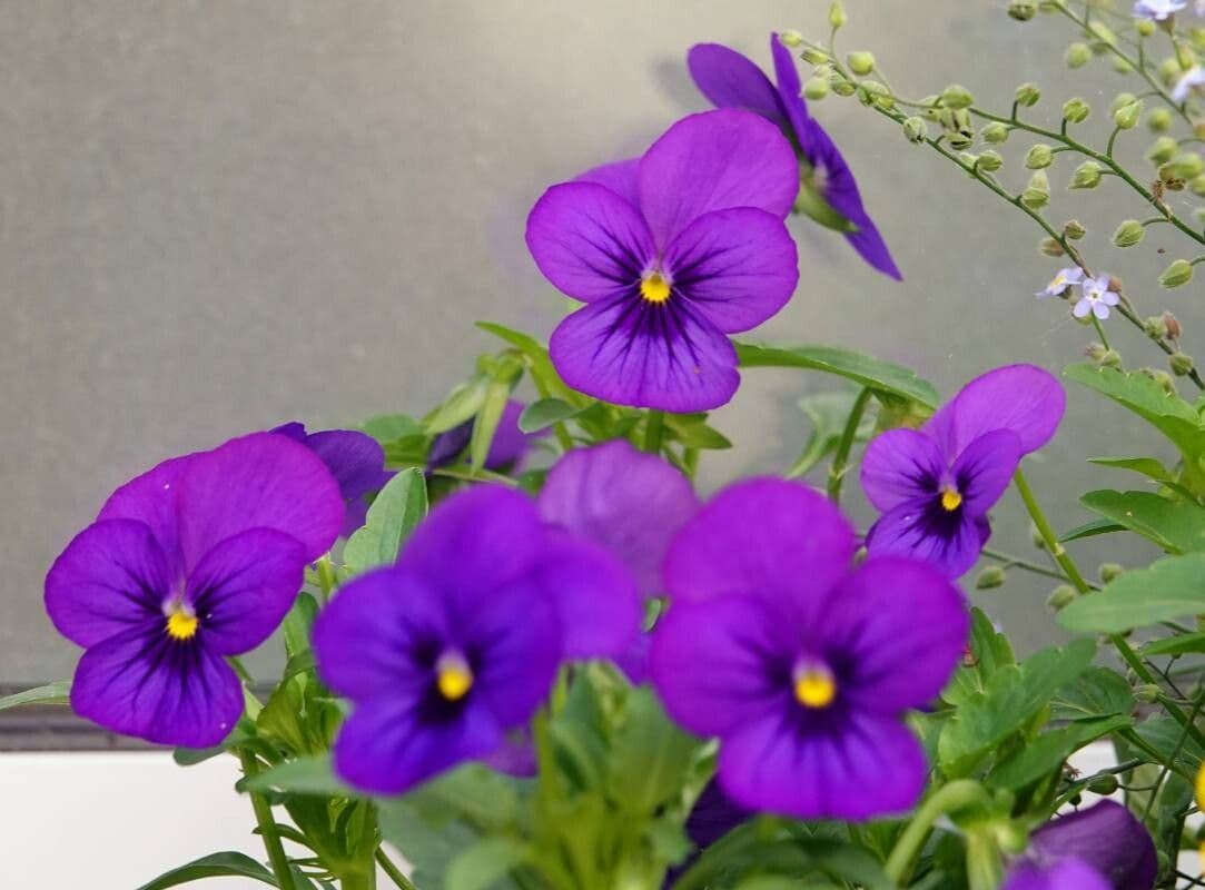 Viola cornuta