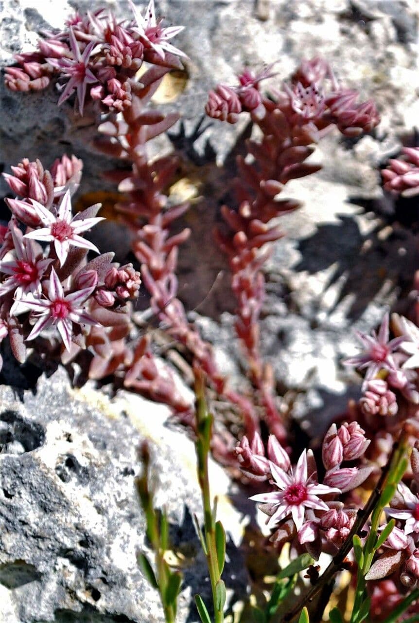 Sedum rubens