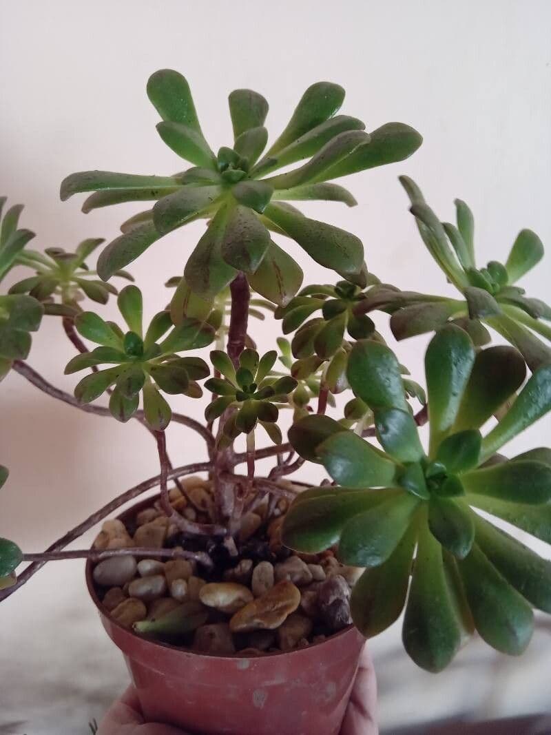 Aeonium sedifolium