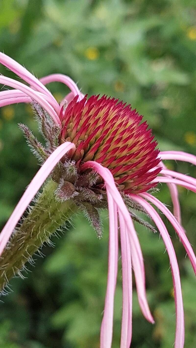 Echinacea pallida