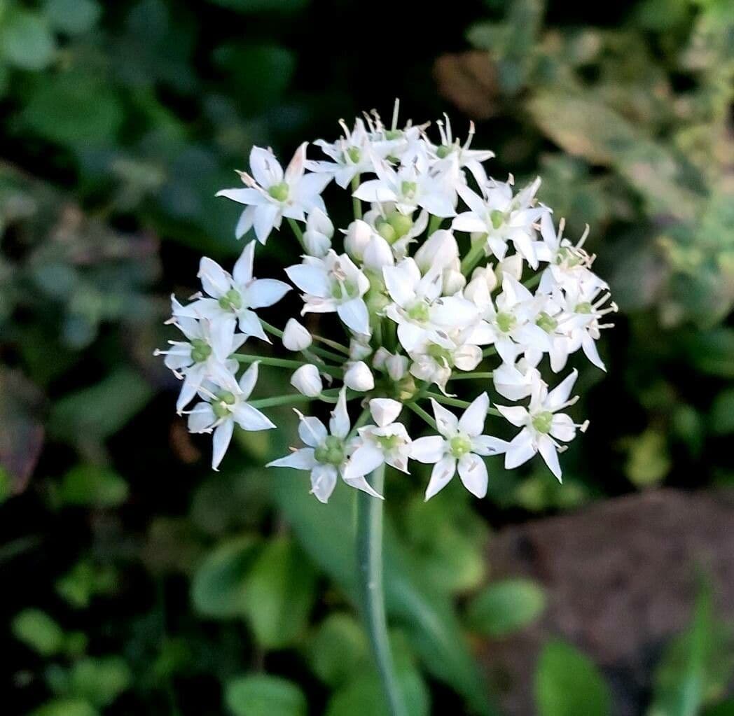 Allium tuberosum