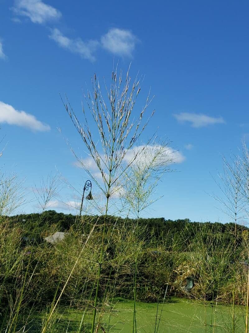 Panicum virgatum