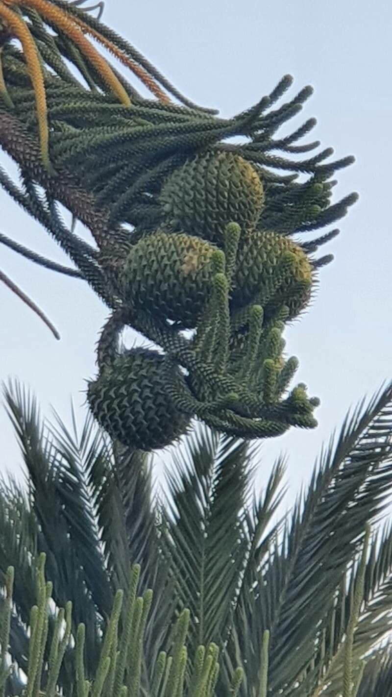 Araucaria columnaris