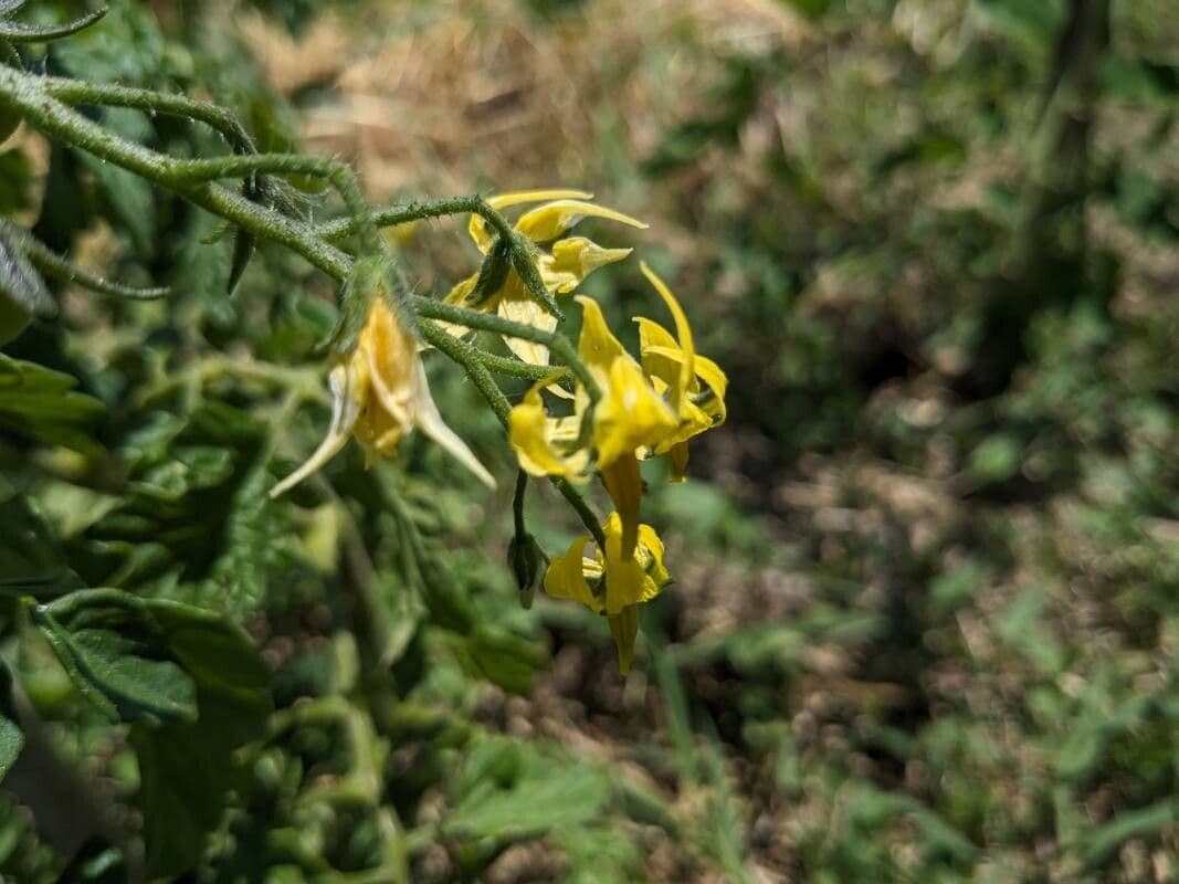 Solanum pimpinellifolium