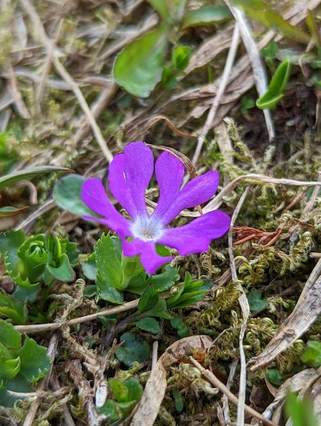 Primula minima