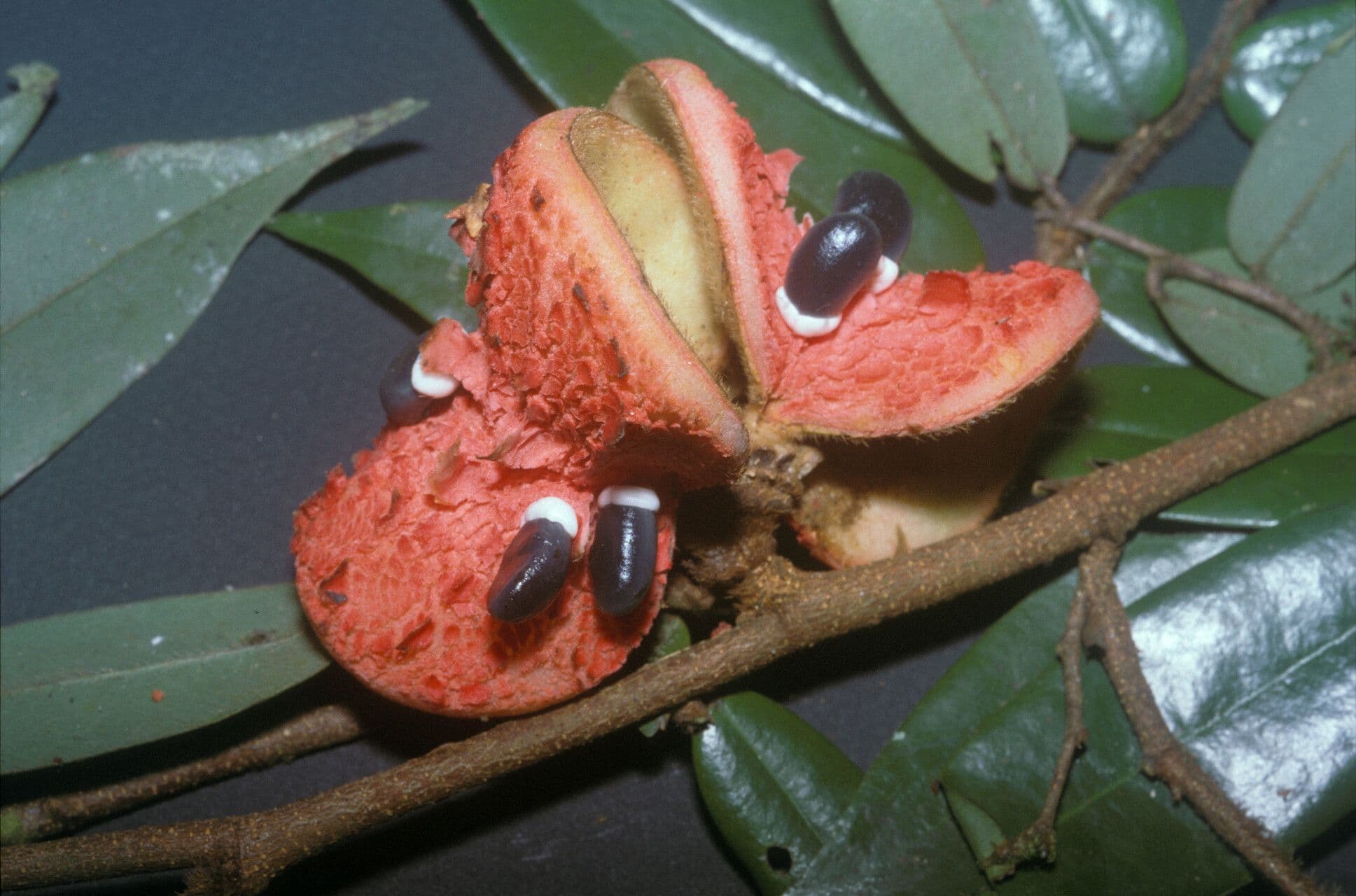 Xylopia crinita