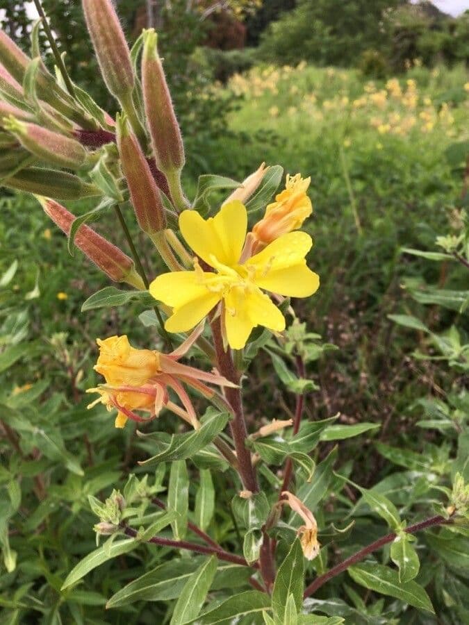 Oenothera elata