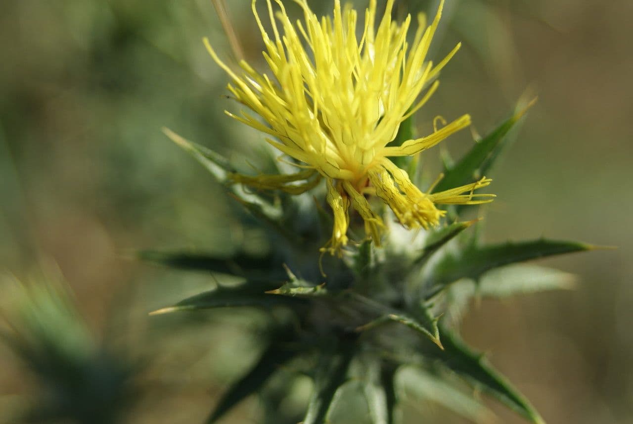 Centaurea melitensis