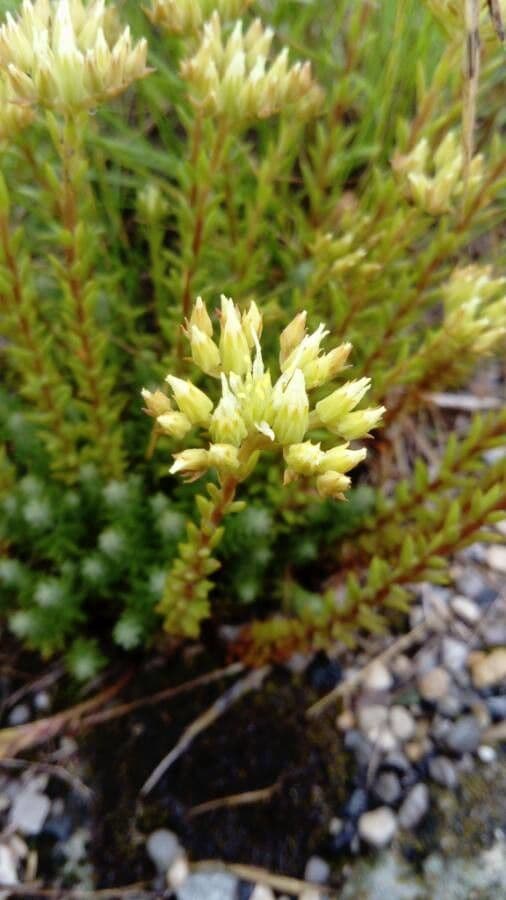 Petrosedum ochroleucum