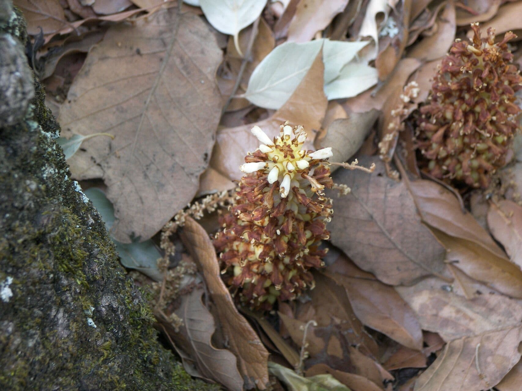 Conopholis alpina