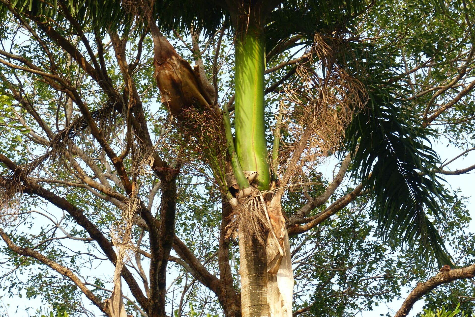 Roystonea oleracea