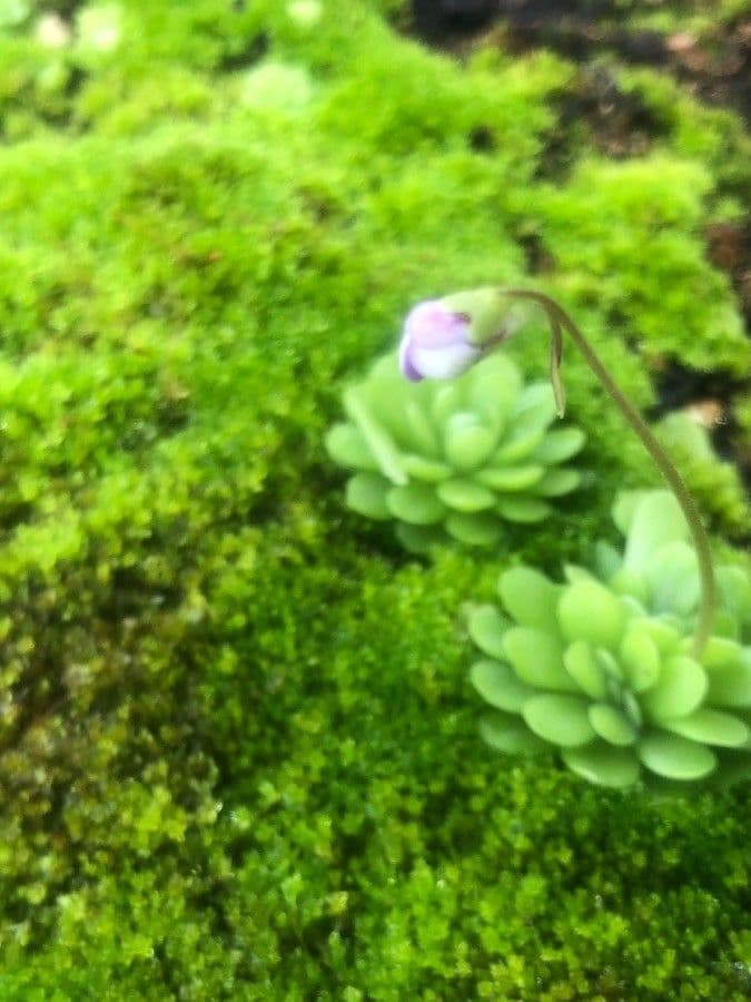 Pinguicula jaumavensis