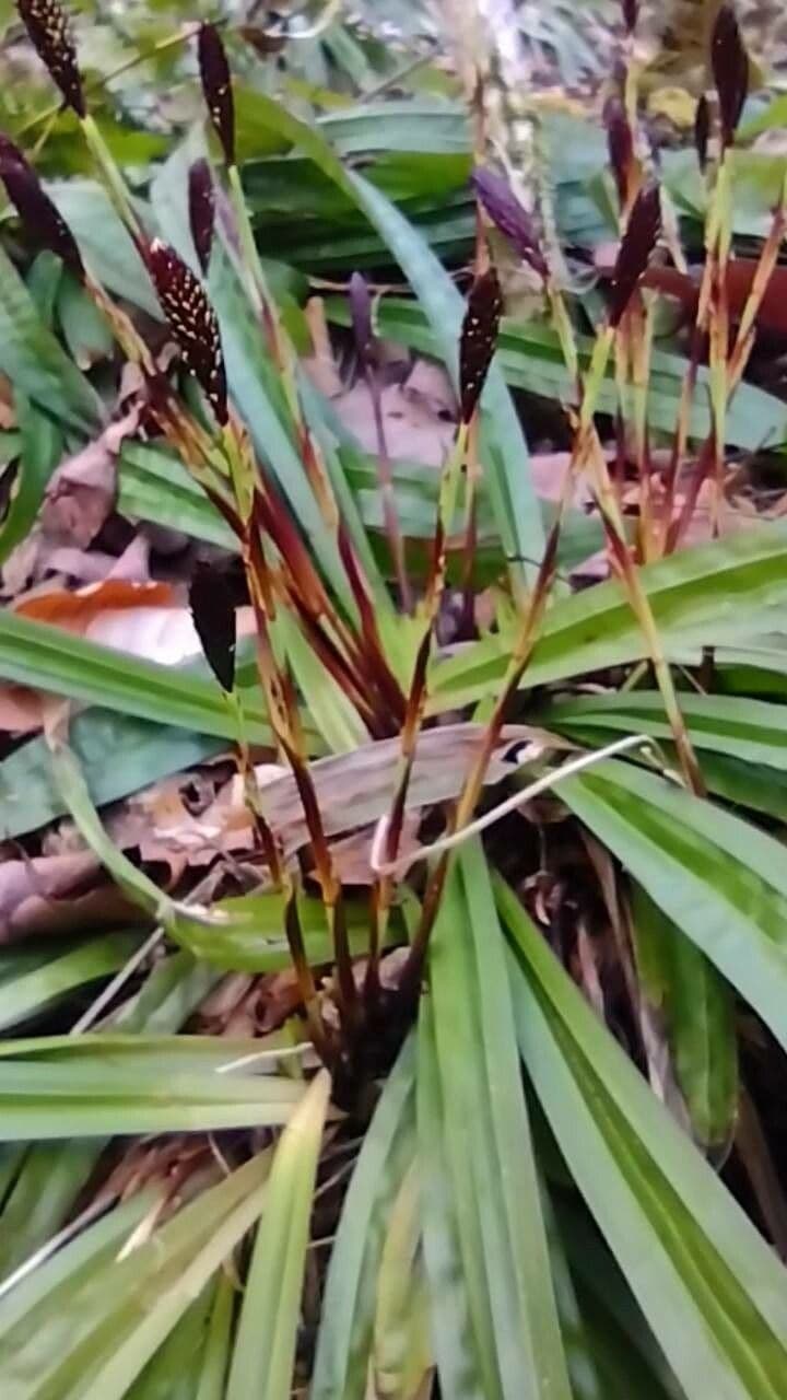 Carex plantaginea