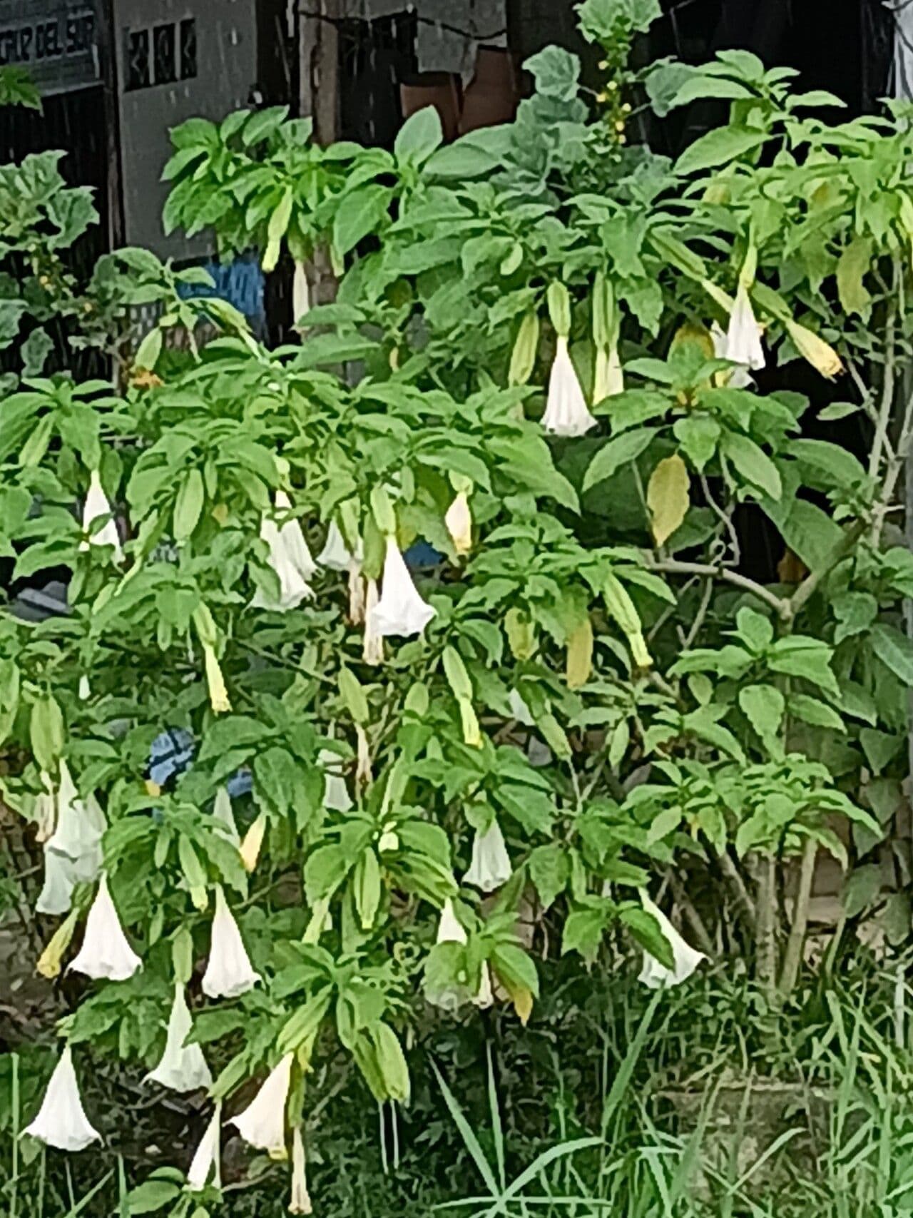 Brugmansia suaveolens