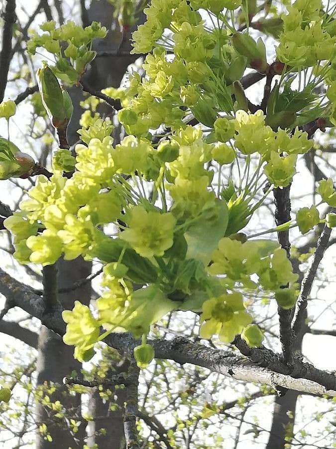 Acer platanoides