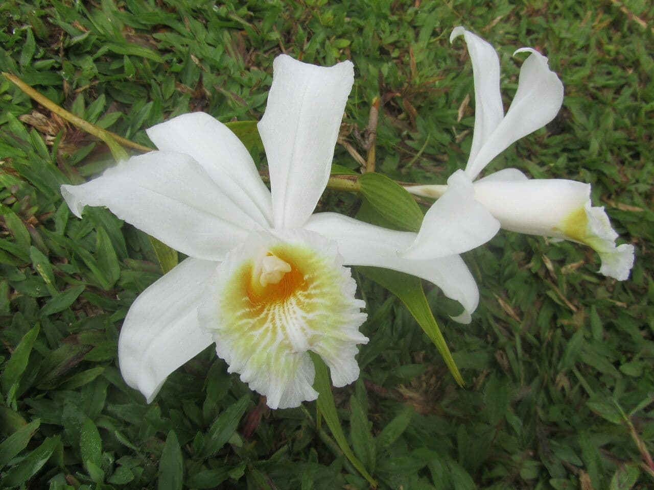 Sobralia chrysostoma