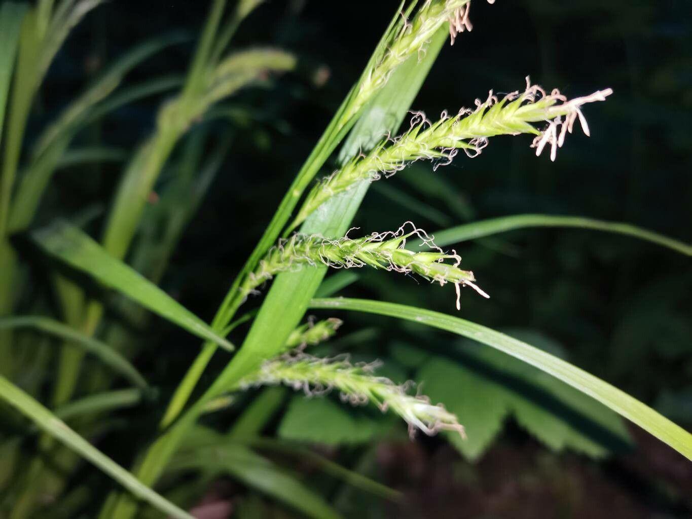 Carex sylvatica