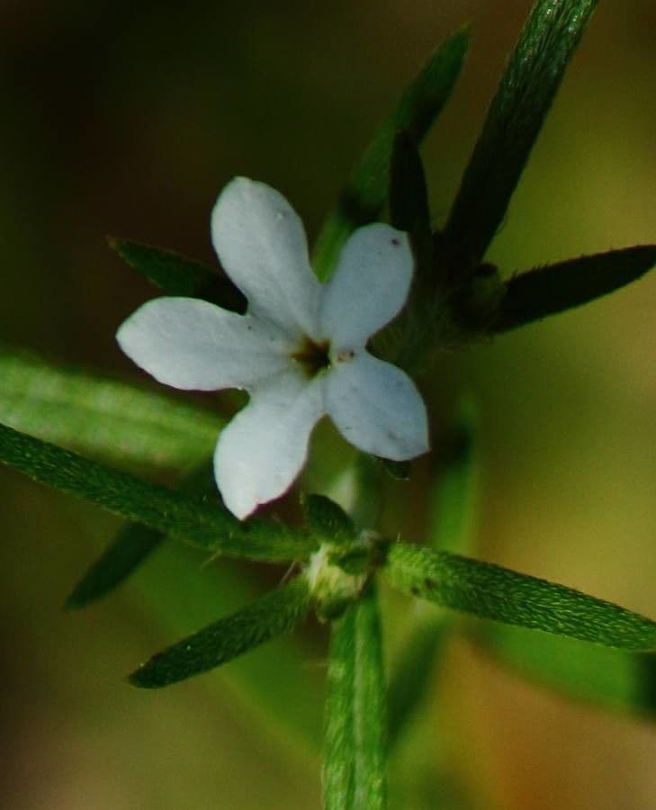 Euploca tenella