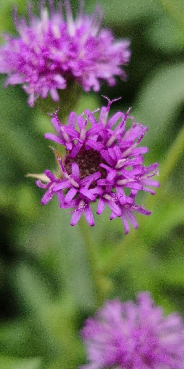 Vernonia baldwinii